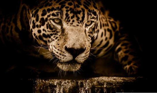 15 عکس‌ آماده  حیوانات با رزولوشن عالی